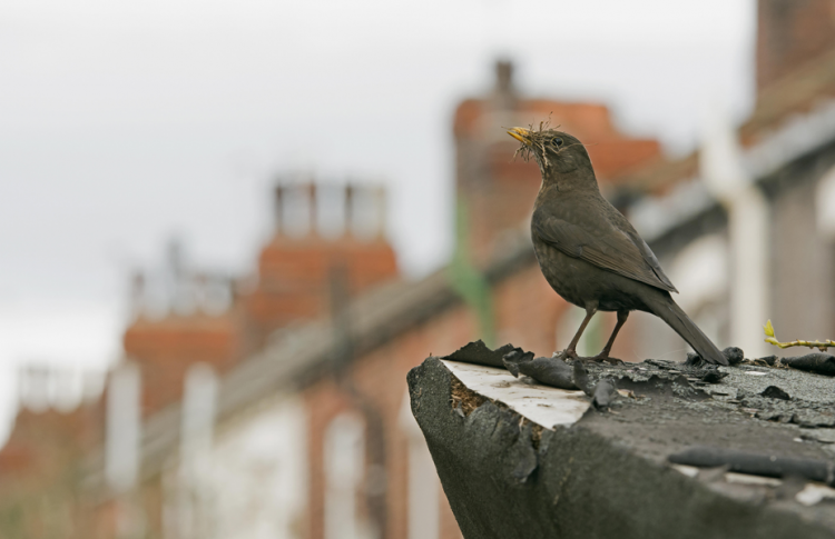 A blackbird sits on a roof.