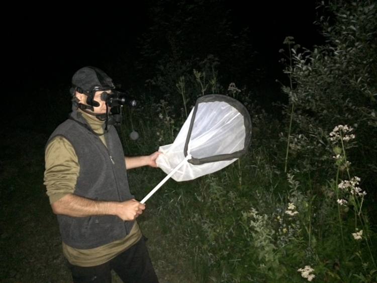 A Swiss scientist uses a net to catch bugs at night.