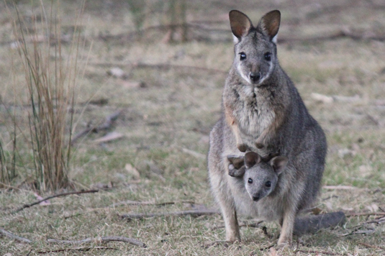 A Tammar wallaby photo