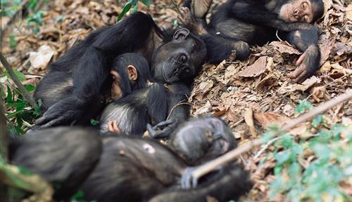 <p>The awake ape: Why people sleep less than their primate relatives</p>