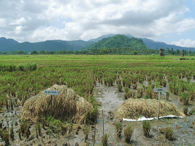 Photo shows two piles of harvested rice. A larger pile shows the rice bred to contain the Sub1a gene, which had yields of 3.8 tons per hectare. The other smaller pile is the same variety of rice without the flood-tolerant gene, which yielded 1.4 tons per hectare.