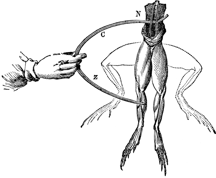 A drawing of Luigi Galvani’s famous experiment in which he uses electrodes to activate muscles in the legs of a dead frog. The electricity caused the legs to jump, as if the frog were still alive.