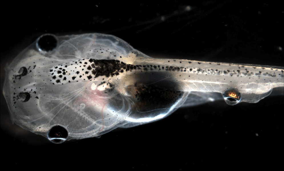 A photo shows a developing tadpole with a rounded growth on its tail. The growth was a developing frog eye that was grafted onto the tadpole’s back and coaxed into developing into a functional eye using bioelectric signals.