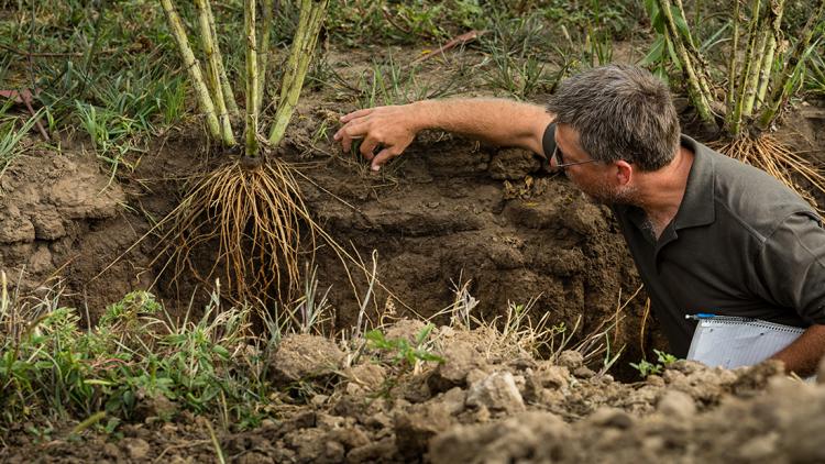Scientist David Van Tassel kneels in front of a plant and examines its roots.