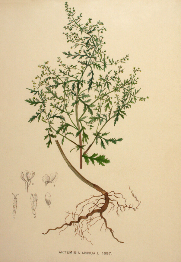 A 1906 botanical drawing shows the artemisia plant, source of an important drug used to treat malaria.