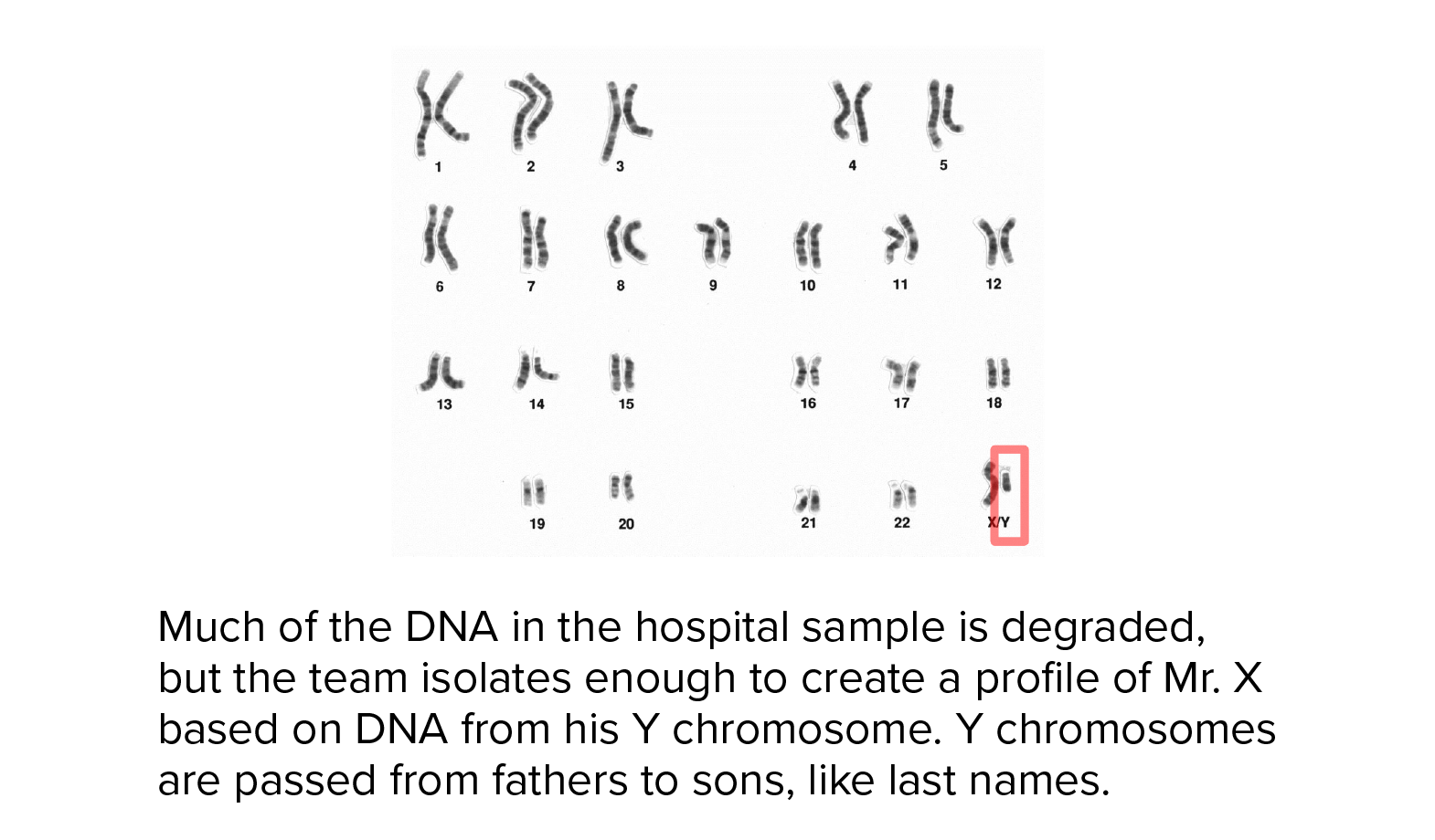Much of the DNA in the hospital sample is degraded, but the team isolates enough to create a profile of Mr. X based on DNA from his Y chromosome. Y chromosomes are passed from fathers to sons, like last names.