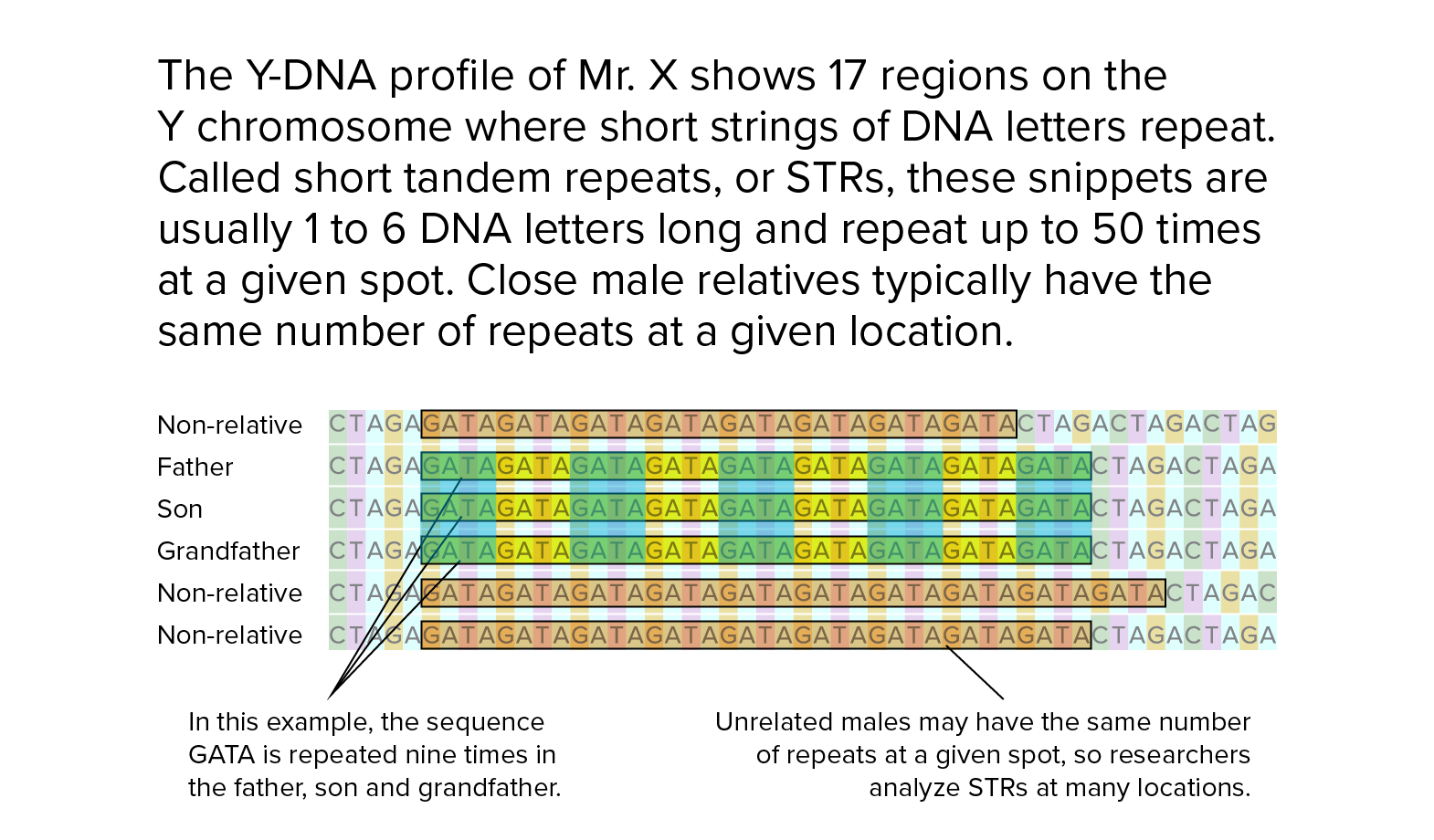 STR profile The Y-DNA profile of Mr. X shows 17 regions on the Y chromosome where short strings of DNA letters repeat. Called short tandem repeats, or STRs, these snippets are usually 1 to 6 DNA letters long and repeat up to 50 times at a given spot. Close male relatives typically have the same number of repeats at a given location.