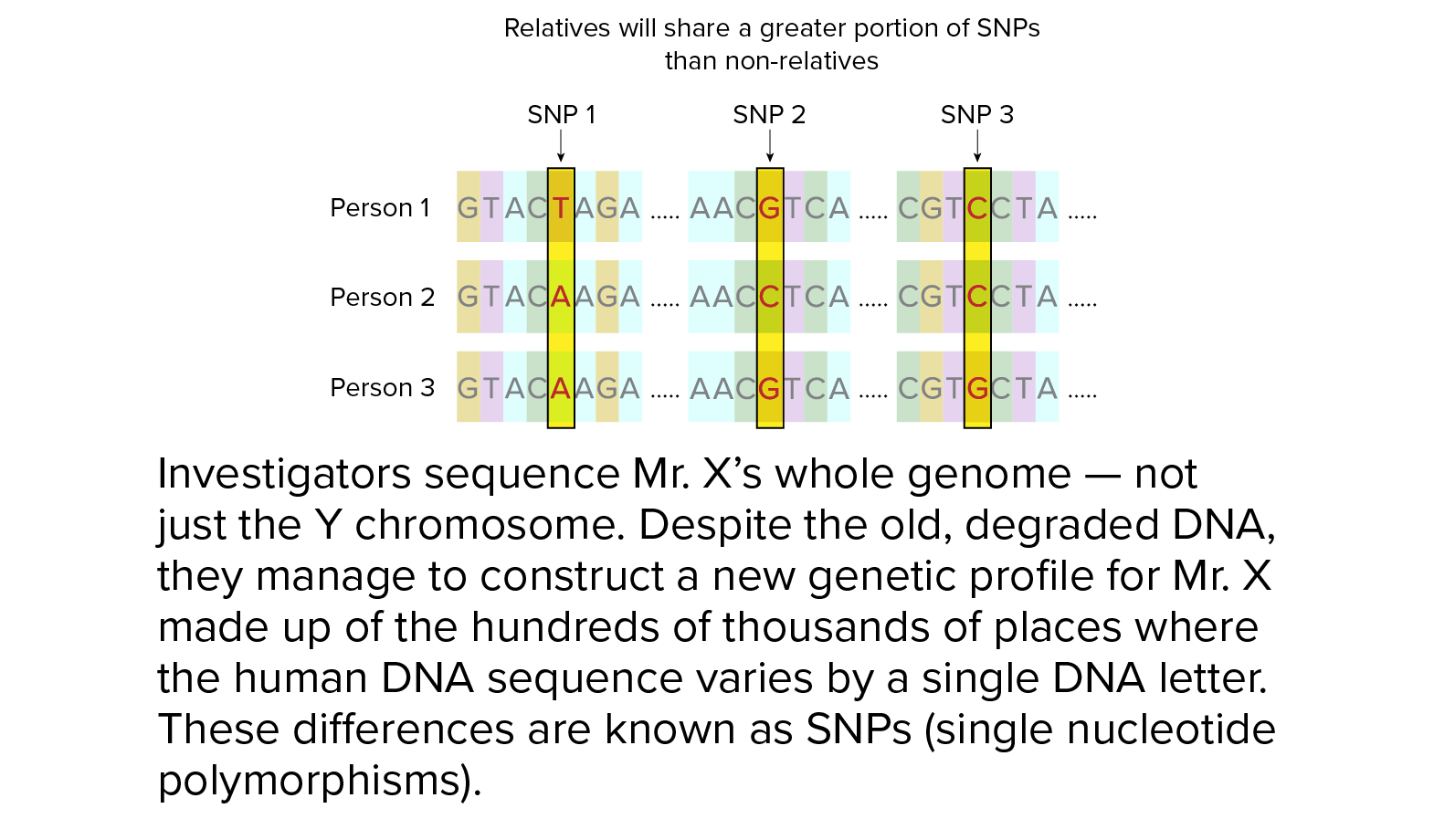 SNP profile Investigators sequence Mr. X’s whole genome — not just the Y chromosome. Despite the old, degraded DNA, they manage to construct a new genetic profile for Mr. X made up of the hundreds of thousands of places where the human DNA sequence varies by a single DNA letter. These differences are known as SNPs (single nucleotide polymorphisms).