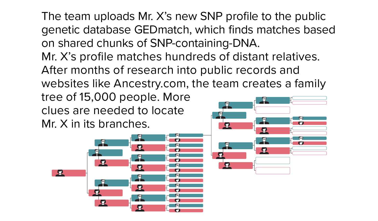 SNP matches found The team uploads Mr. X’s SNP profile to the public genetic database GEDmatch, which finds matches based on shared chunks of SNP-containing-DNA. Mr. X’s profile matches hundreds of distant relatives. After months of research into public records and websites like Ancestry.com, the team creates a family tree of 15,000 people. More clues are needed to locate Mr. X in its branches.