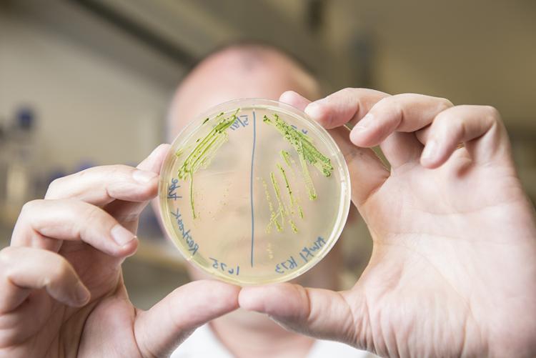 Researcher Christopher Curtin holds up a laboratory culture of microbial colonies.