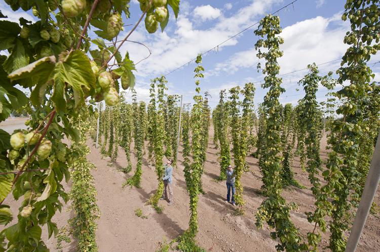 Vines of hops hang from wires about 15 feet in the air.