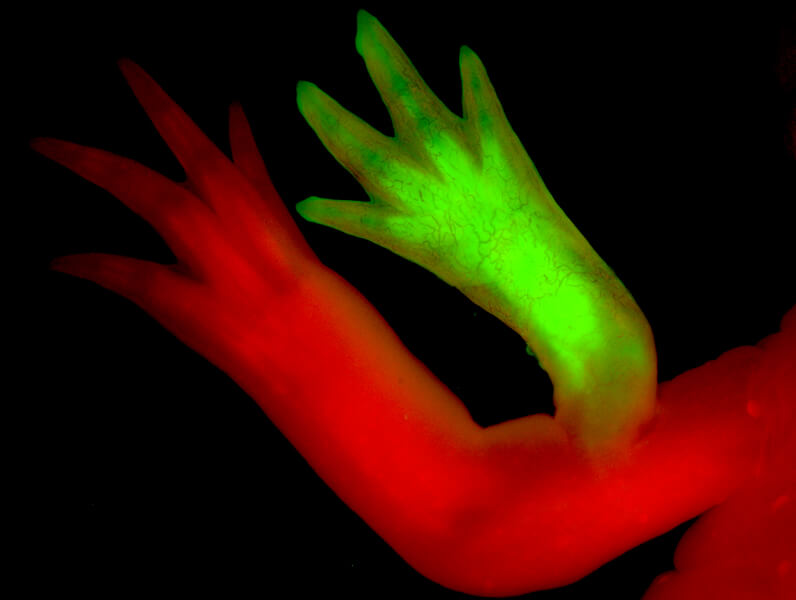 Photograph of an axolotl limb, colored red. Another limb, colored green, is sprouting from the upper part of the red limb.