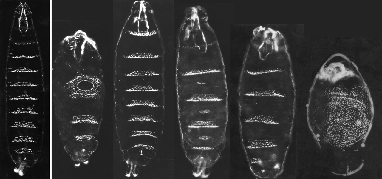 Black-and-white photographs of the cuticles of five larvae. The normal one on the left has more stripes on it compared with the four mutant forms on the right, which display various types of abnormalities.