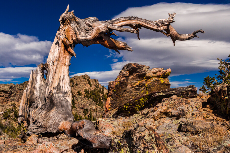 A hefty, old leafless tree, surrounded by boulders, on a mountain ridge, leans to the right, its form gnarled and contorted.