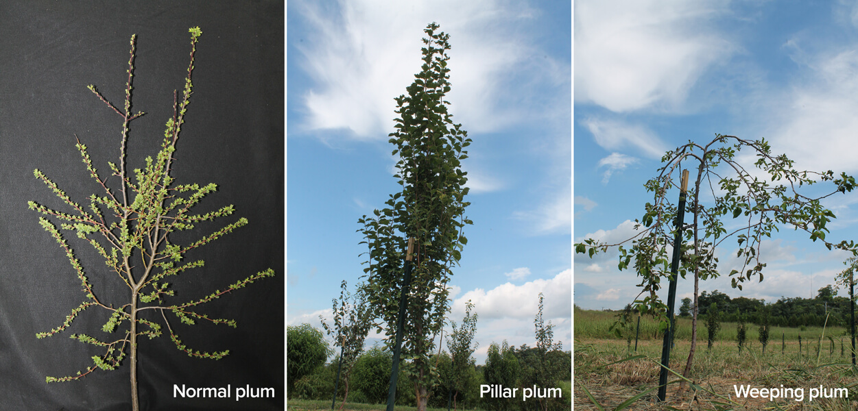 The growth of a normal plum tree’s branches is contrasted with a “pillar” plum whose branches grow only straight up and a weeping plum with cascading branches.