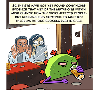 Comic-style illustration of type scientists peering through a window, staring at a coronavirus drinking beer at a bar. Text at top: Scientists have not yet found convincing evidence that any of the mutations within mink change how the virus affects people, but researchers continue to monitor these mutations closely, just in case. 
