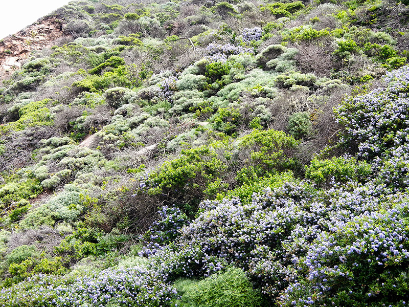 Photograph of a hillside covered with shrubs, including some that have lilac-colored blossoms.