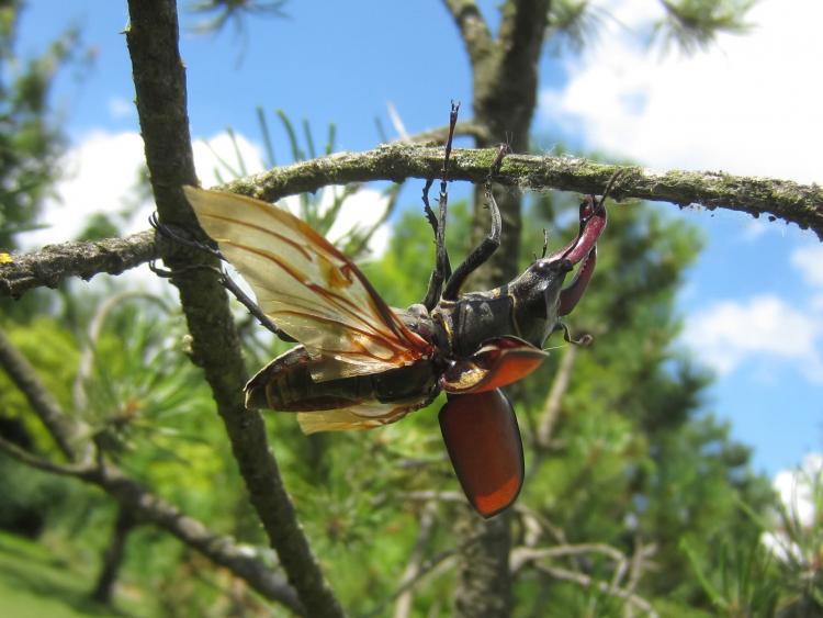 A stag beetle unfurls its wings.