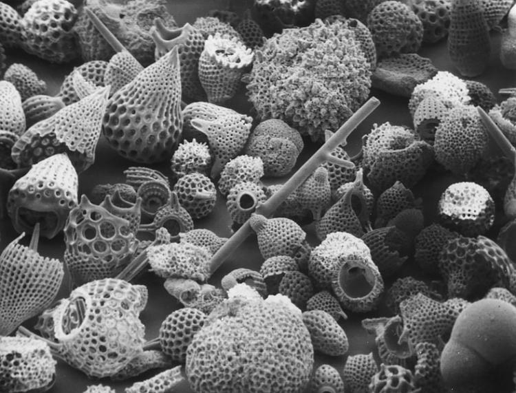 Microscopic fossils