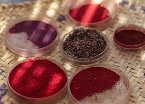 Cochineal, a red dye from bugs, moves to the lab