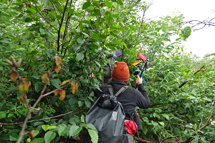 Photograph of several people pushing their way through dense vegetation, photographed from behind.