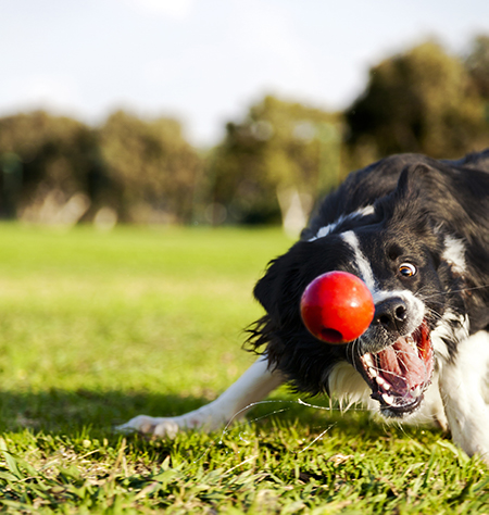 Photograph of a border collie in a park; its mouth is open wide to catch a red ball.