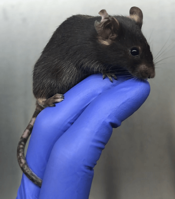 Photo shows a brown-furred mouse with depigmentation on its tail and ears. This is the mouse model John Harris uses to study vitiligo therapies.
