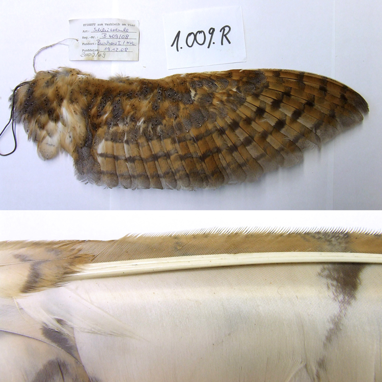 Two photos show museum specimens, one is a whole owl wing, the second is a close-up showing the rachis of a single feather and its serrated edge. The design of owl feathers is thought to be crucial to their quiet flight.