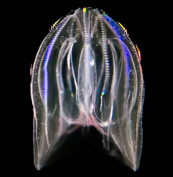 The comb jelly Mnemiopsis leidyi can tolerate low oxygen levels