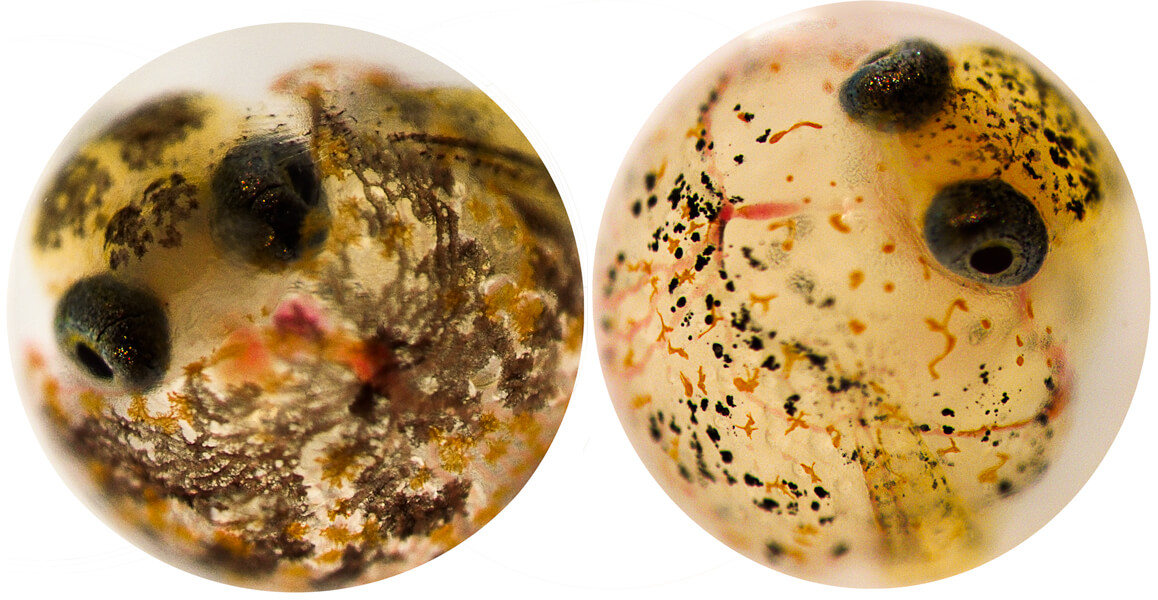 Photograph of two circular structures, side by side; these are killifish eggs containing developing embryos. One can see body organs forming within the embryos. The one on the left has more developed internal organs than the one on the right.