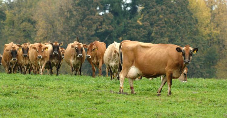 Cows in a field at an organic dairy farm