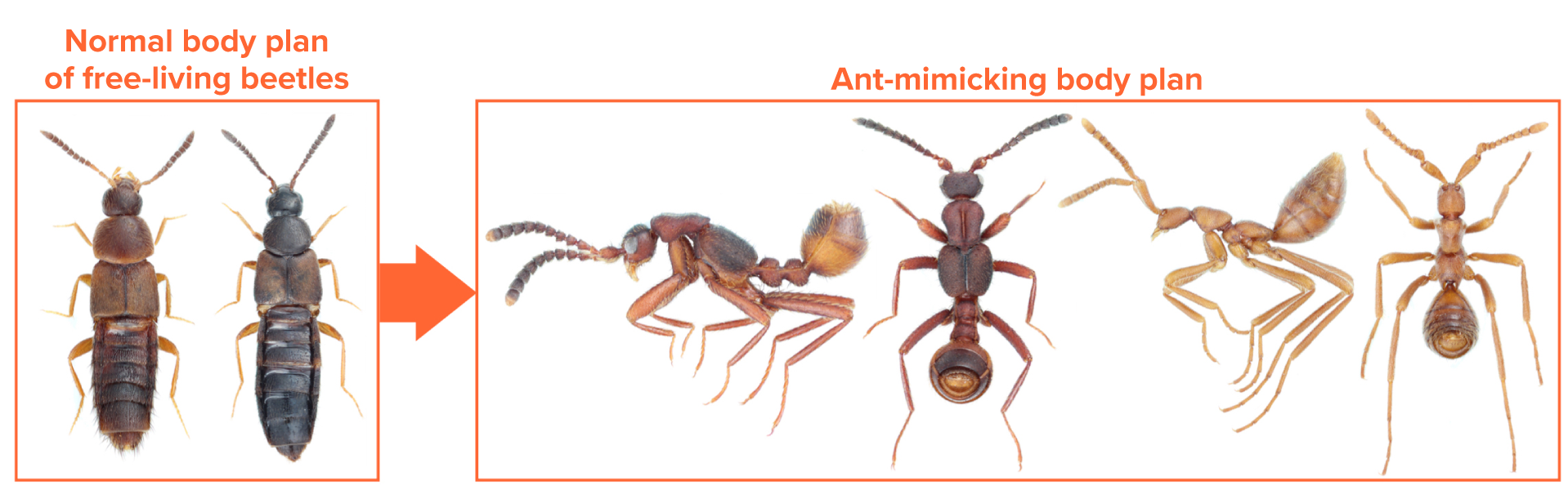 Photograph showing how rove beetles have changed shape to mimic ants