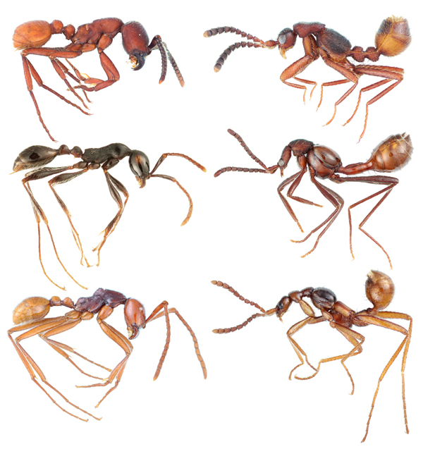 Photos of three ant species and the rove beetles that mimic them