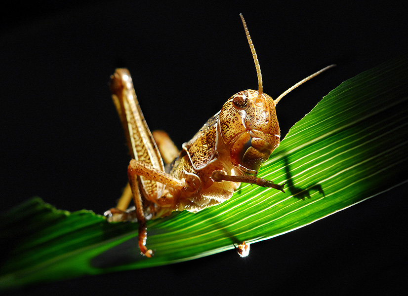 Photograph of a migratory locust chomping away on a bright green leaf with parallel veins (possibly a corn leaf).