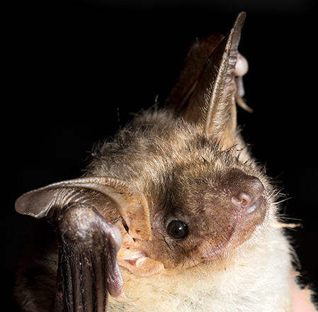 Closeup of a bat