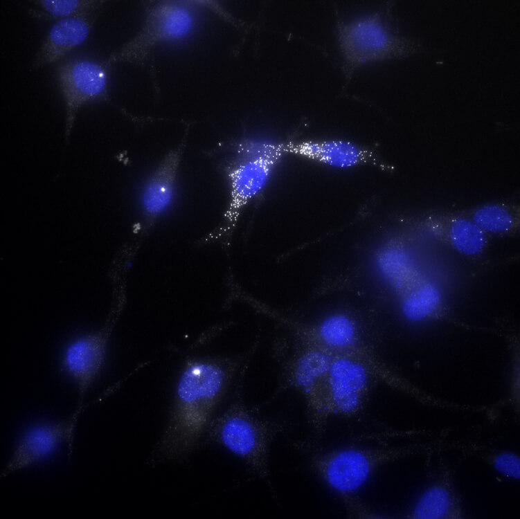 Dark blue cells on a black background with one cell dotted with white marks.