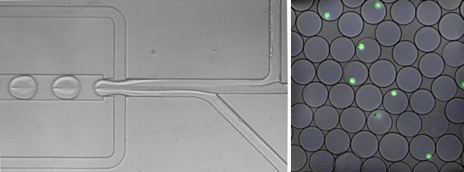Two panels side by side. The left panel shows a liquid droplet moving through a narrow tube. The right panel has several small circles, seven of which have green dots inside of them.