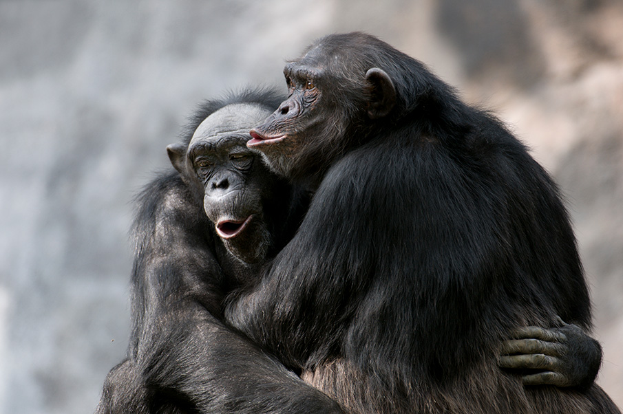 Photograph of two chimpanzees hugging each other. 
