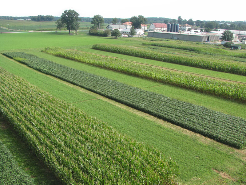 Photograph shows strips of corn growing alongside alfalfa and soybeans in test plots at the USDA’s Agricultural Research Service Farming System project, in Beltsville, Maryland. Different crops grown in the same field at the same time can boost yields and help control weeds and pests.