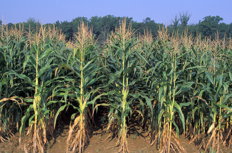 Photograph shows tall organic corn stalks growing in a field.