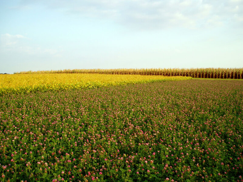 Photograph shows a field of red clover growing next to a field of corn in a crop rotation experiment at Iowa State University’s experimental farm in Boone County.