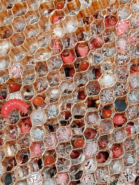 A honeycomb with fat pink grub-like worms in the cells.