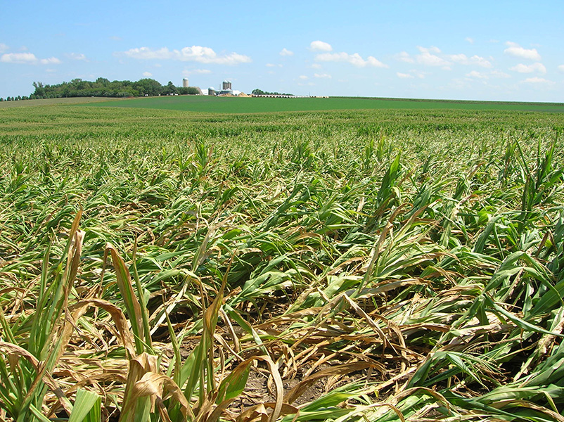 Corn laying on its side in a field