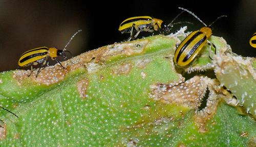 Natural pest control: Plants enlist their enemies’ enemies