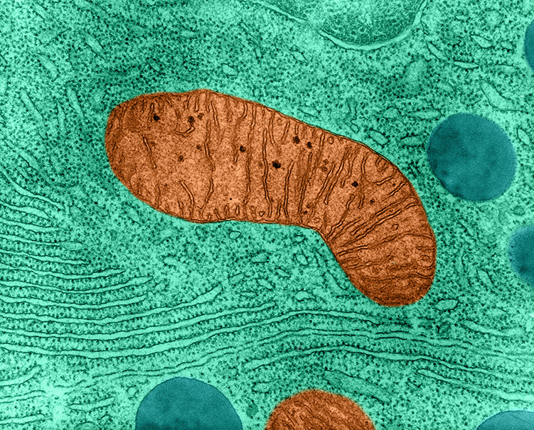 Transmission Electron Micrograph shows a close-up of a single mitochondrion, falsely colored brown and revealing details of its interior structure, inside a bat pancreas cell. Magnification: 72,500X at 8 x 10“ print size.
