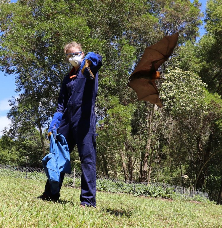 Photo shows a researcher suited up in protective gear including gloves and a face mask; a bat is flying away from her outstretched arm.