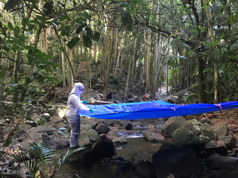 Photo shows a researcher in a hazmat suit holding corners of a big blue tarp over a stream bed, amid forest trees.