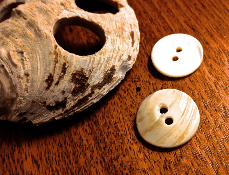 Photograph shows a mussel shell with two button-sized holes drilled out of it; next to it are two mussel shell buttons. In the late 1800s, “pearl” buttons made from mussel shells were a hot commodity; by 1899 there were some 60 factories in the midwestern US producing millions of buttons each year.