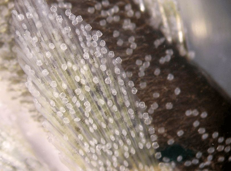 Photograph shows a close-up of a darter fish fin, which is covered in tiny translucent larvae of oyster mussels, an endangered US species.