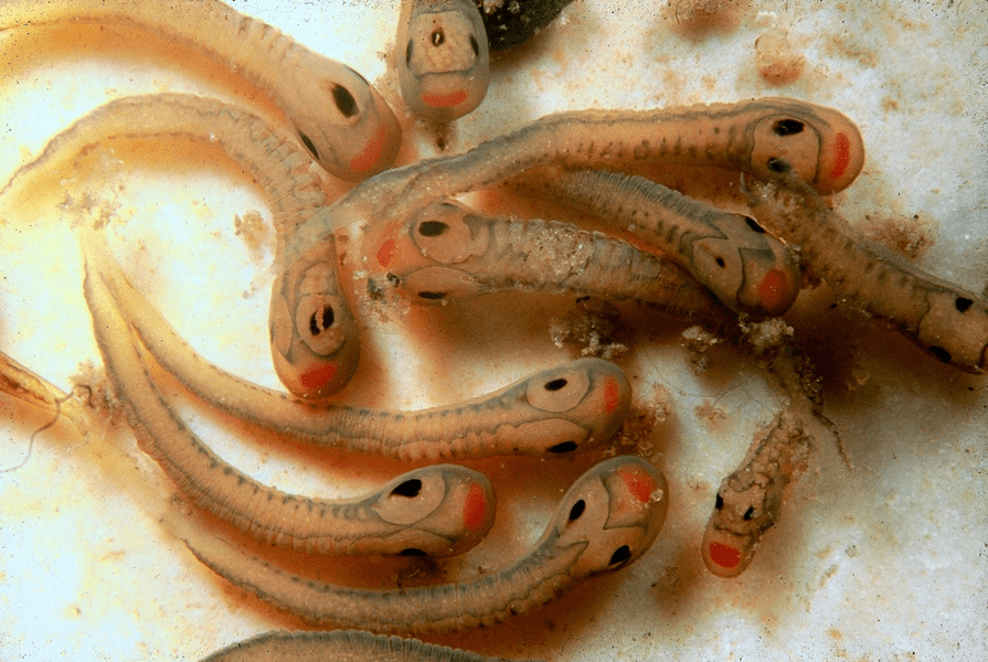 Photograph of membranous sacs of mussel larvae that look like small minnows with black eyes and red mouths.